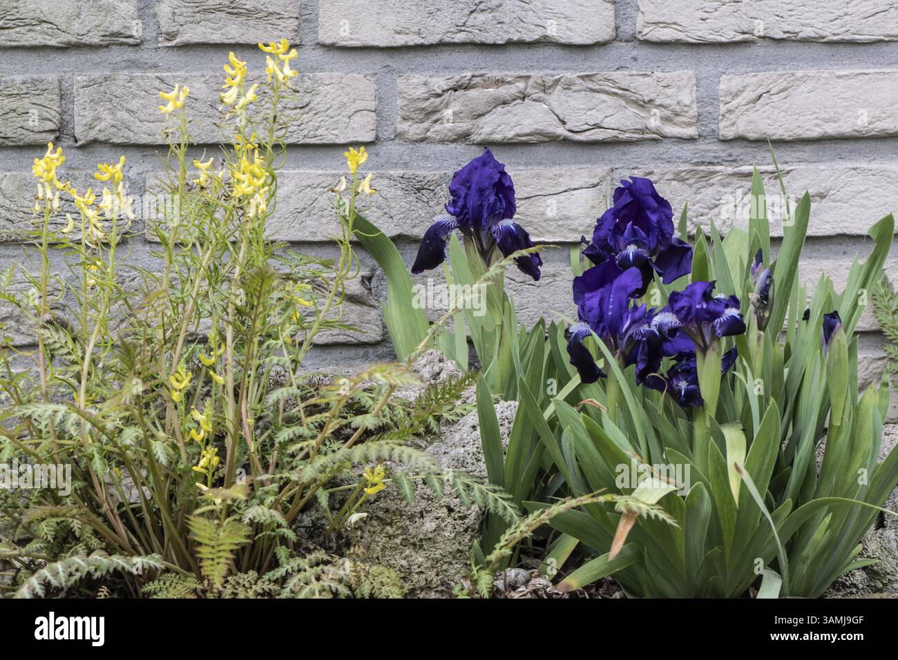 Iris nains (Iris barbata nana) et corydalis à feuilles de fougères (Corydalis cheilanthifolia), Emsland, basse-Saxe, Allemagne, Europe Banque D'Images