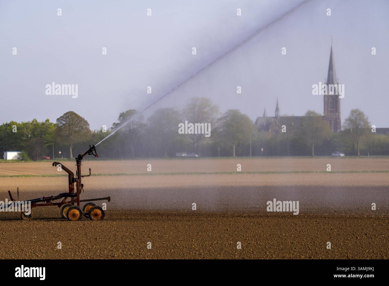 Irrigation artificielle d'un champ, fraîchement semé, en avril, avec un système d'arrosage, une longue sécheresse au printemps rend cela nécessaire pour que la jeune plante Banque D'Images