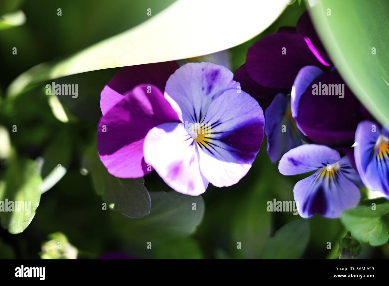 Pensée sauvage, pensée, oeil de fille, violet champ (Viola tricolor) Banque D'Images