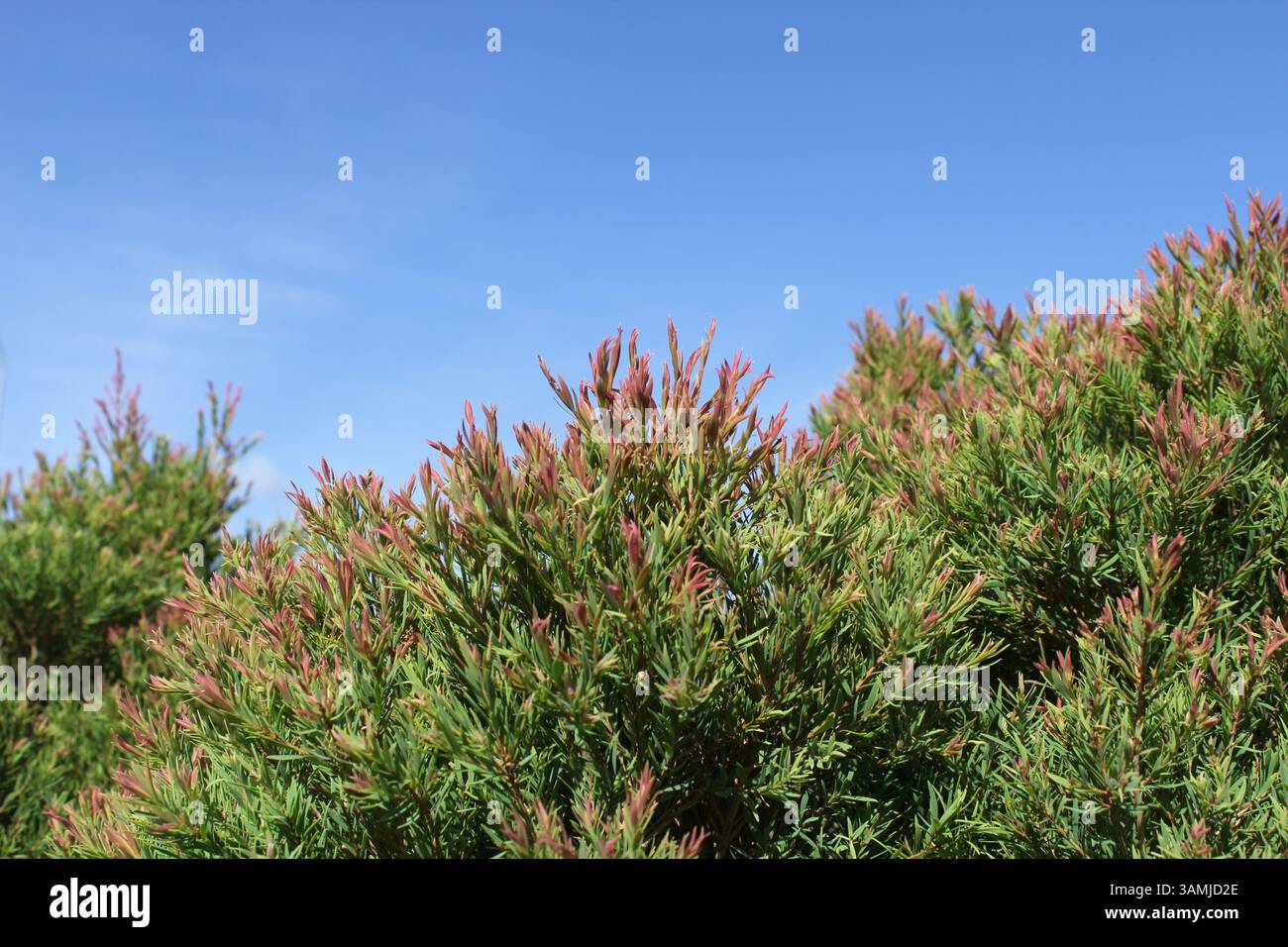 Feuilles vertes avec des pointes rouges sur une plante Melaleuca linariifolia « Claret Tops » dans un jardin sur fond de ciel bleu Banque D'Images