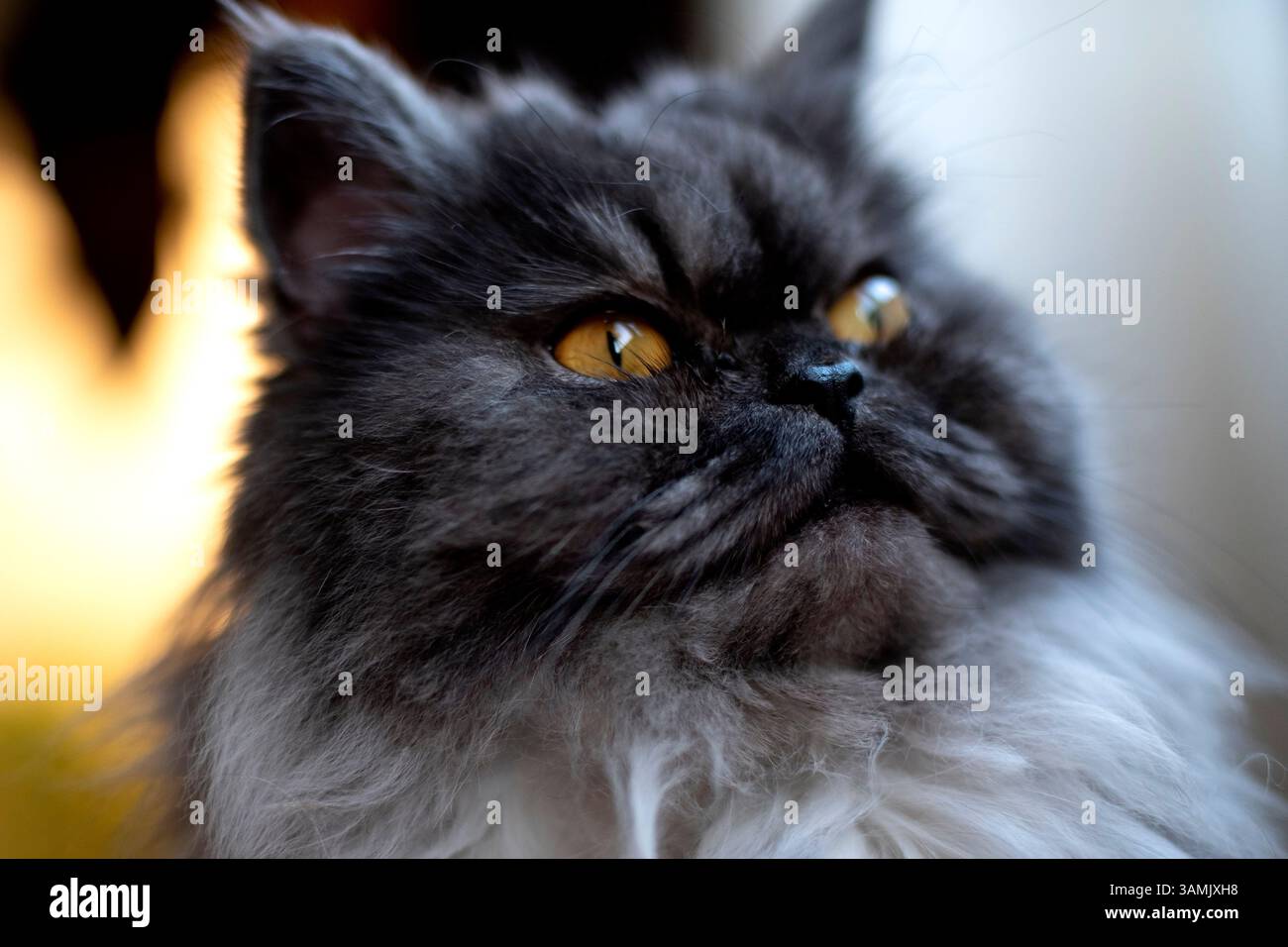 Le chat bleu persan est l'une des races de chats les plus authentiques au monde. Sa longue fourrure, ses yeux orange et son profil angulaire sont ses caractéristiques. Banque D'Images