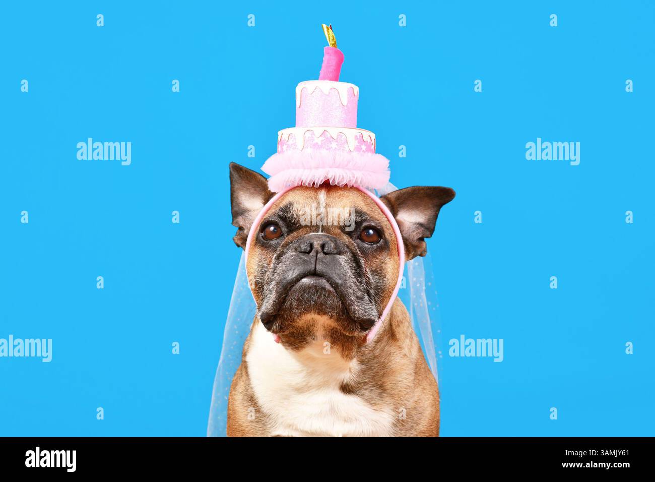 Chien bouledogue français mignon avec chapeau de gâteau de fête d'anniversaire sur fond bleu Banque D'Images Chien bouledogue français mignon avec chapeau de gâteau de fête d'anniversaire sur fond bleu Banque D'Images