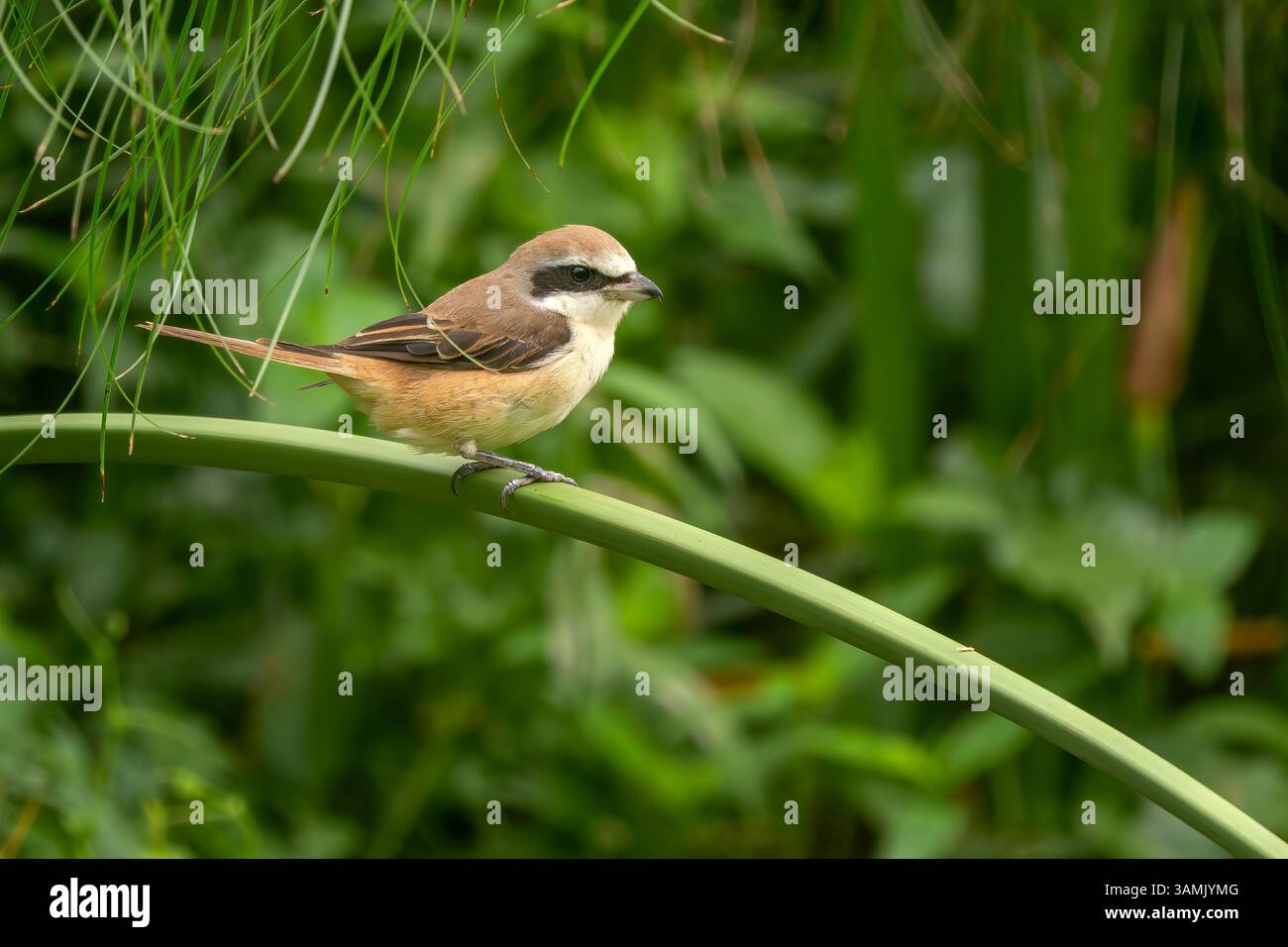 Shrike brun - Lanius cristatus, bel oiseau perché des bois et buissons asiatiques, Singapour. Banque D'Images