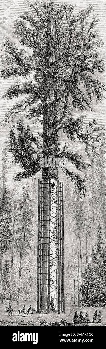 Le « Père de la forêt », vu ici en 1859 avant sa chute en 1862. C'était l'un des plus grands arbres, un séquoia géant, dans ce qui est maintenant Calaveras Big Trees State Park. De voyage en Californie ou voyage to California de L. Simonin, 1859. En vedette dans le Tour du monde, publié en 1862. Banque D'Images Le « Père de la forêt », vu ici en 1859 avant sa chute en 1862. C'était l'un des plus grands arbres, un séquoia géant, dans ce qui est maintenant Calaveras Big Trees State Park. De voyage en Californie ou voyage to California de L. Simonin, 1859. En vedette dans le Tour du monde, publié en 1862. Banque D'Images