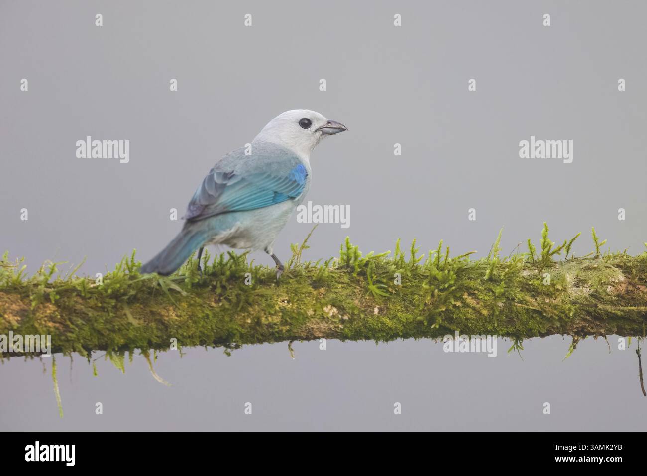 Tanager bleu-gris au Costa Rica Banque D'Images