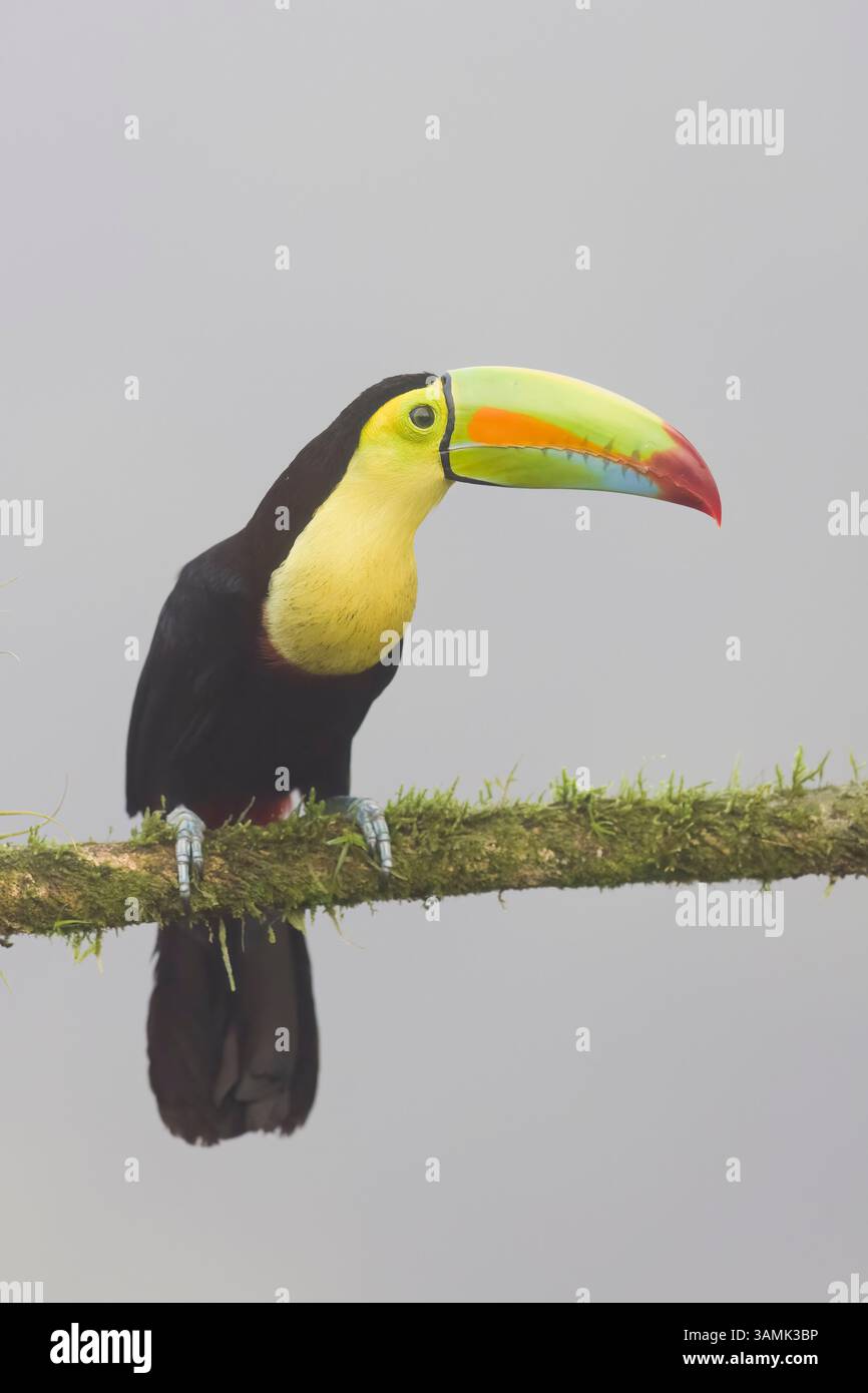 Toucan facturé par la quille au Costa Rica Banque D'Images