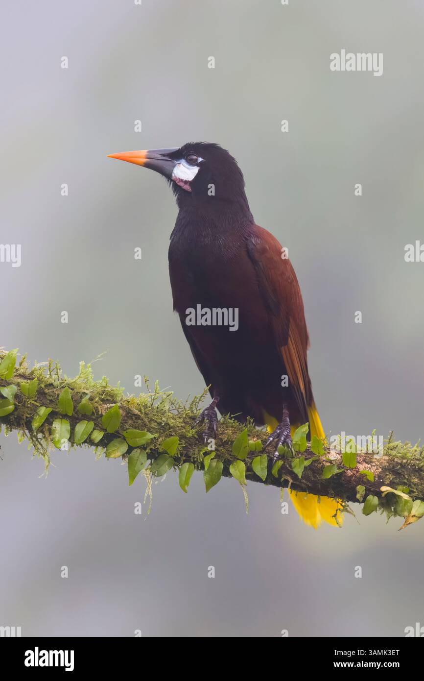 Montezuma Oropendola au Costa Rica Banque D'Images