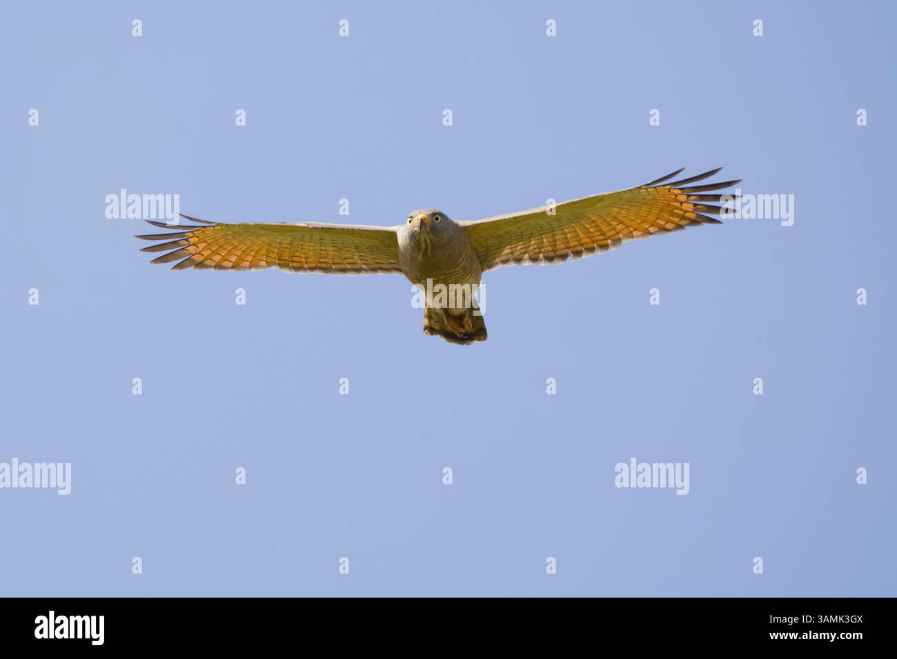 Roadside Hawk en vol au Costa Rica Banque D'Images