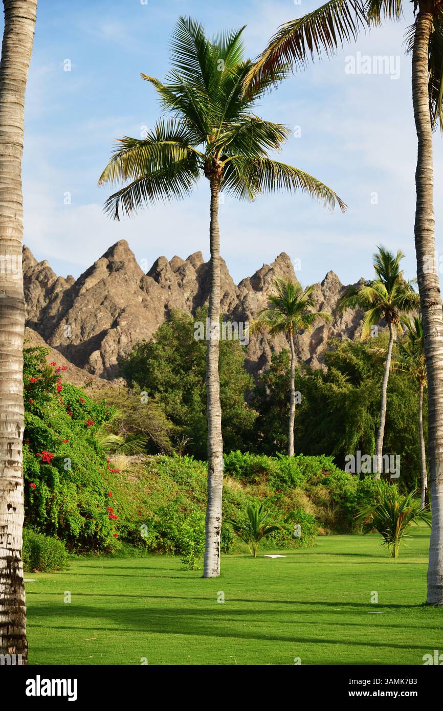 Palmiers et montagnes sur fond. Beau paysage du Sultanat d'Oman., péninsule arabique. Concentrez-vous sur la paume Banque D'Images