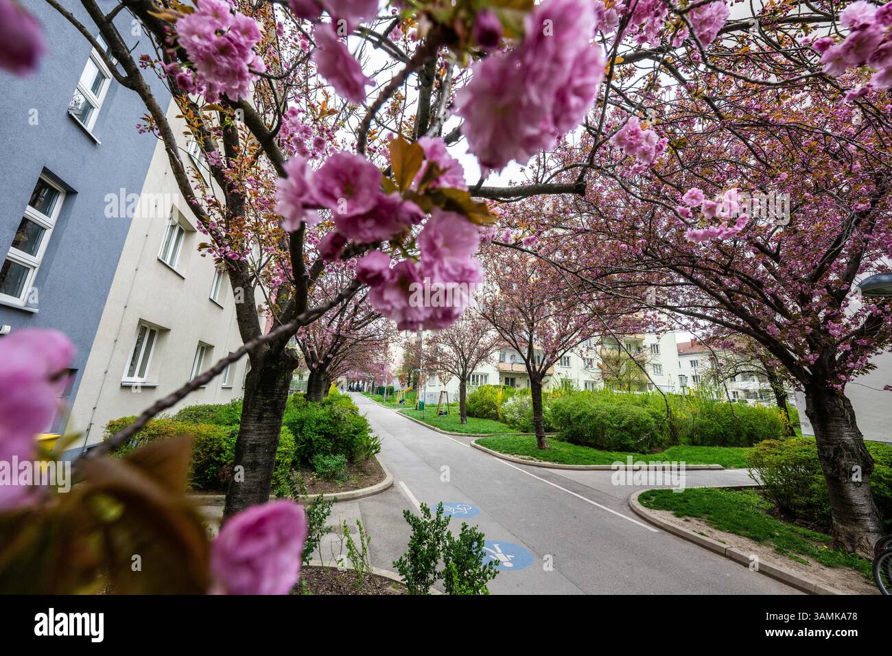 Kirschblüte beim Hainburger Weg im 3. Bezirk Wien Landstraße AM 10.04.2025. // floraison de cerisiers à Hainburger Weg dans le 3ème arrondissement de Vienne, Landstraße, le 10 avril 2025. - 20250410_PD19650 crédit : APA-PictureDesk/Alamy Live News Banque D'Images