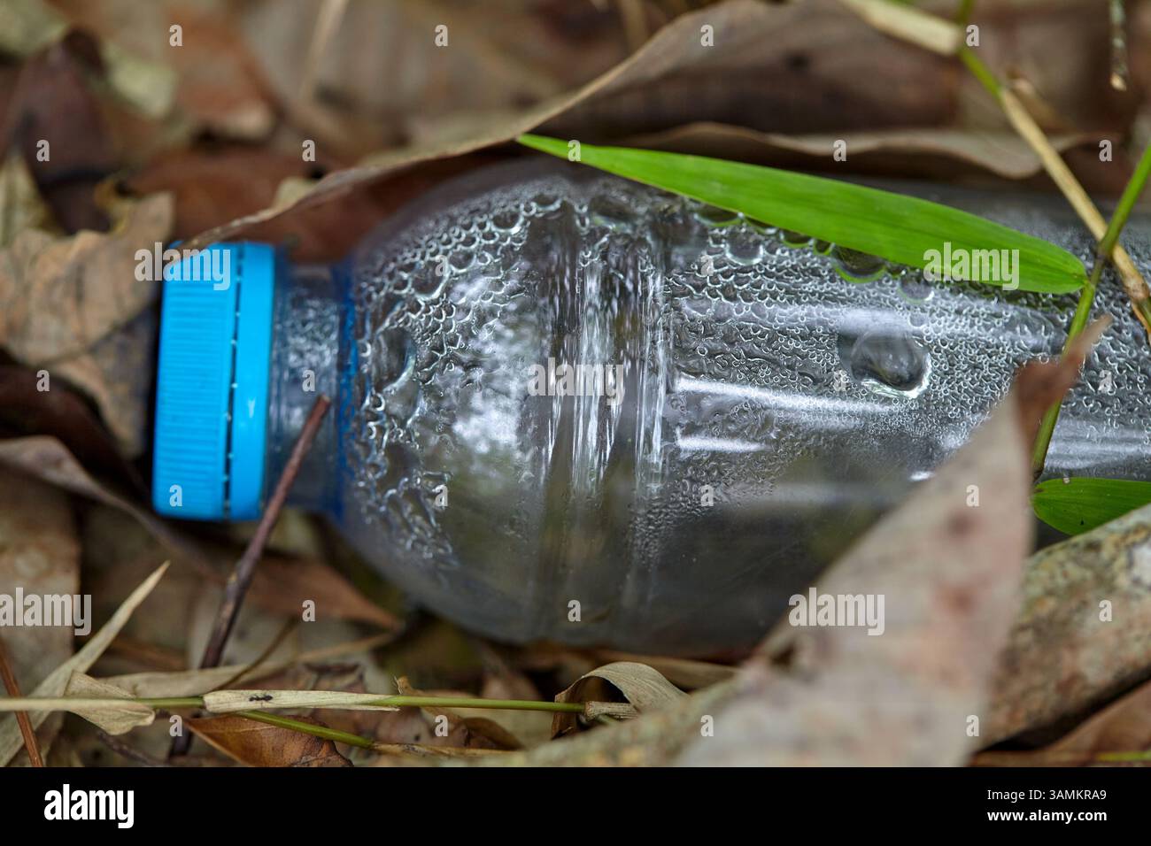 Déchets de bouteille en plastique sous la feuille sèche dans la forêt Banque D'Images