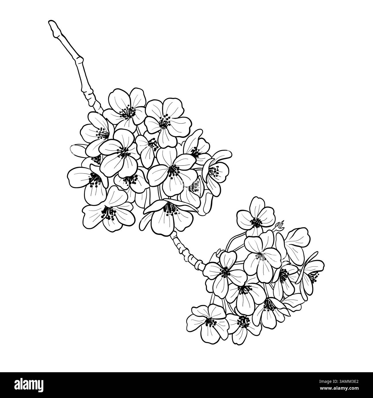 Lignée de vecteur branche japonaise Cherry Blossom Croquis noir dessiné à la main par une branche de fleur de Sakura. Pétale floral botanique printanier. Illustration de Vecteur