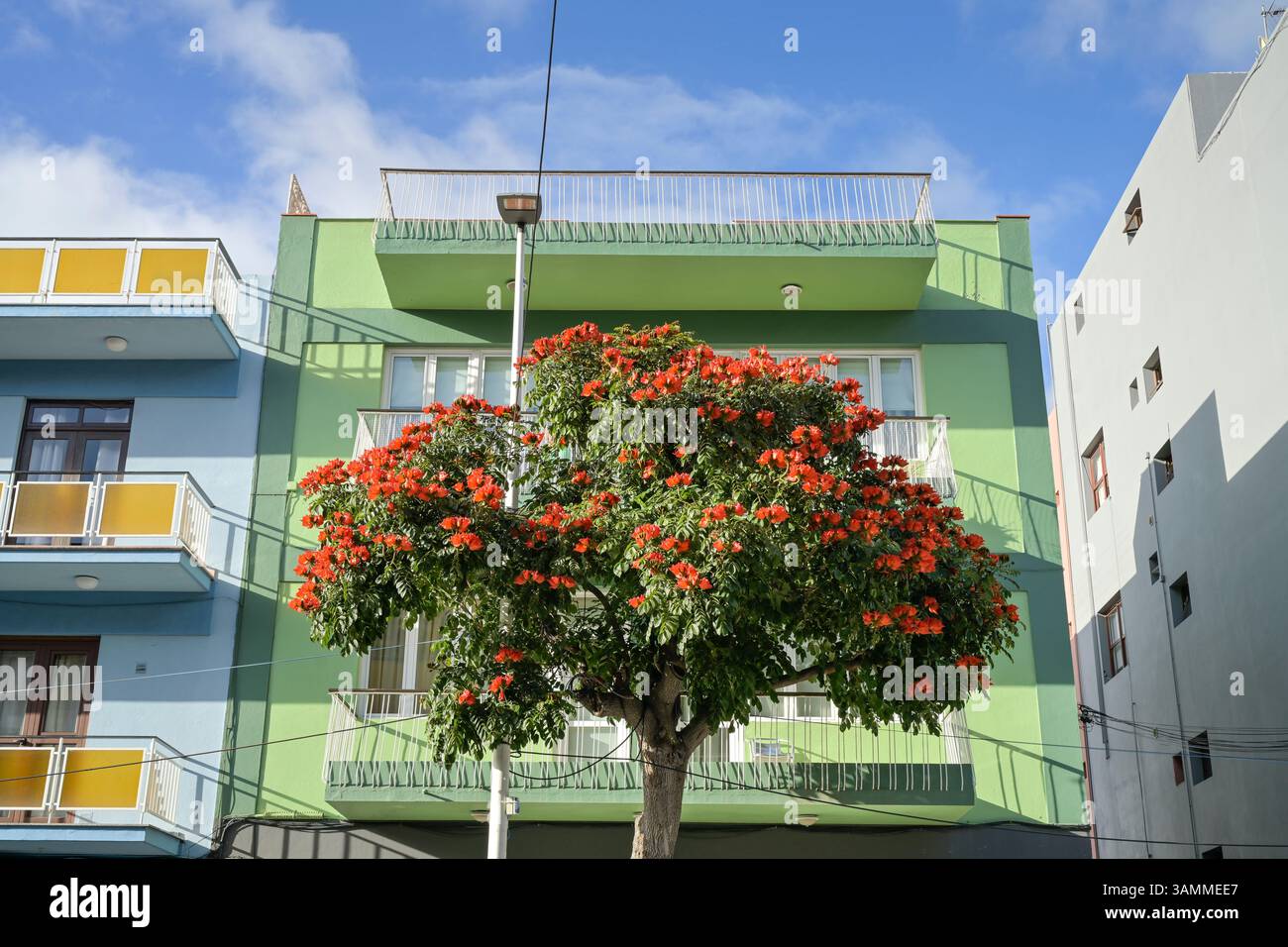 Afrikanischer Tulpenbaum (Spathodea campanulata), Wohnhäuser, Innenstadt, Los Llanos, la Palma, Spanien Banque D'Images