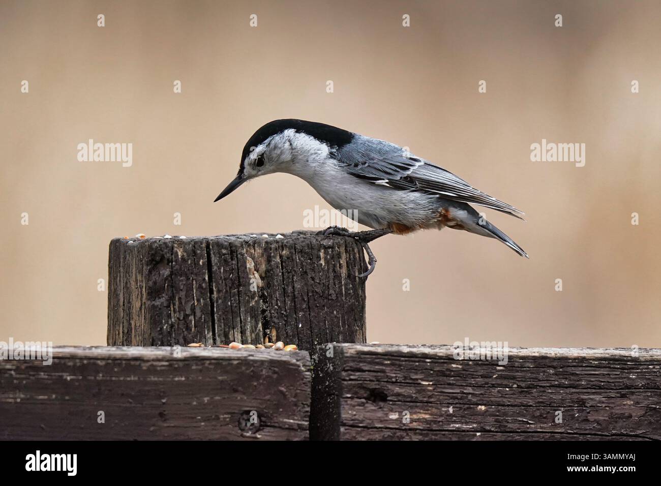 Oiseau de noix sur un poteau de clôture. Banque D'Images