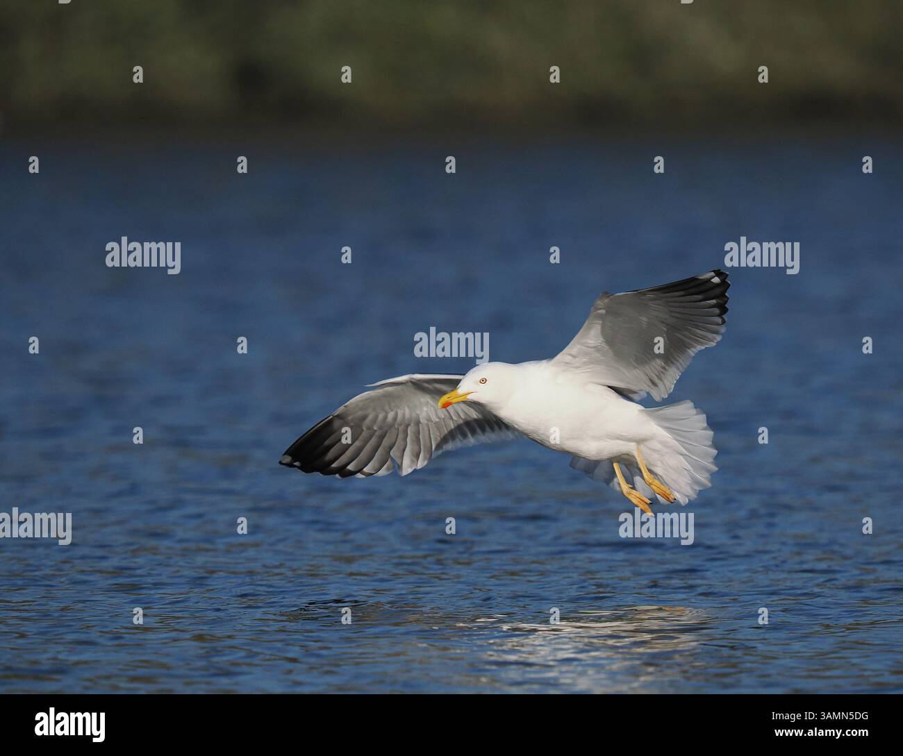 Goéland à dos noir inférieur chassant un réservoir local. Banque D'Images
