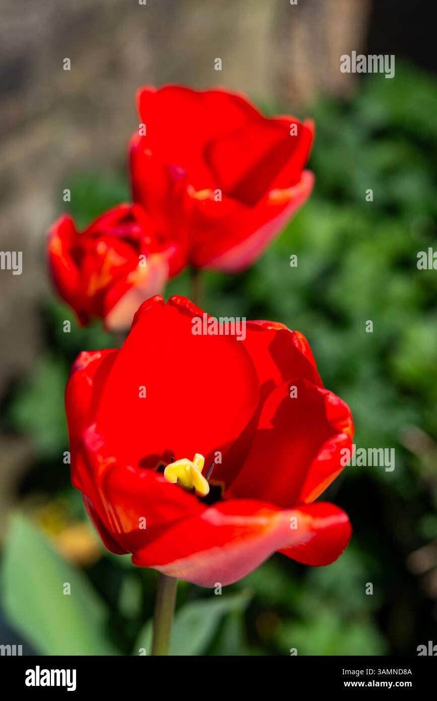 Tulipes Apeldoorn rouge vif dans un jardin au printemps Banque D'Images