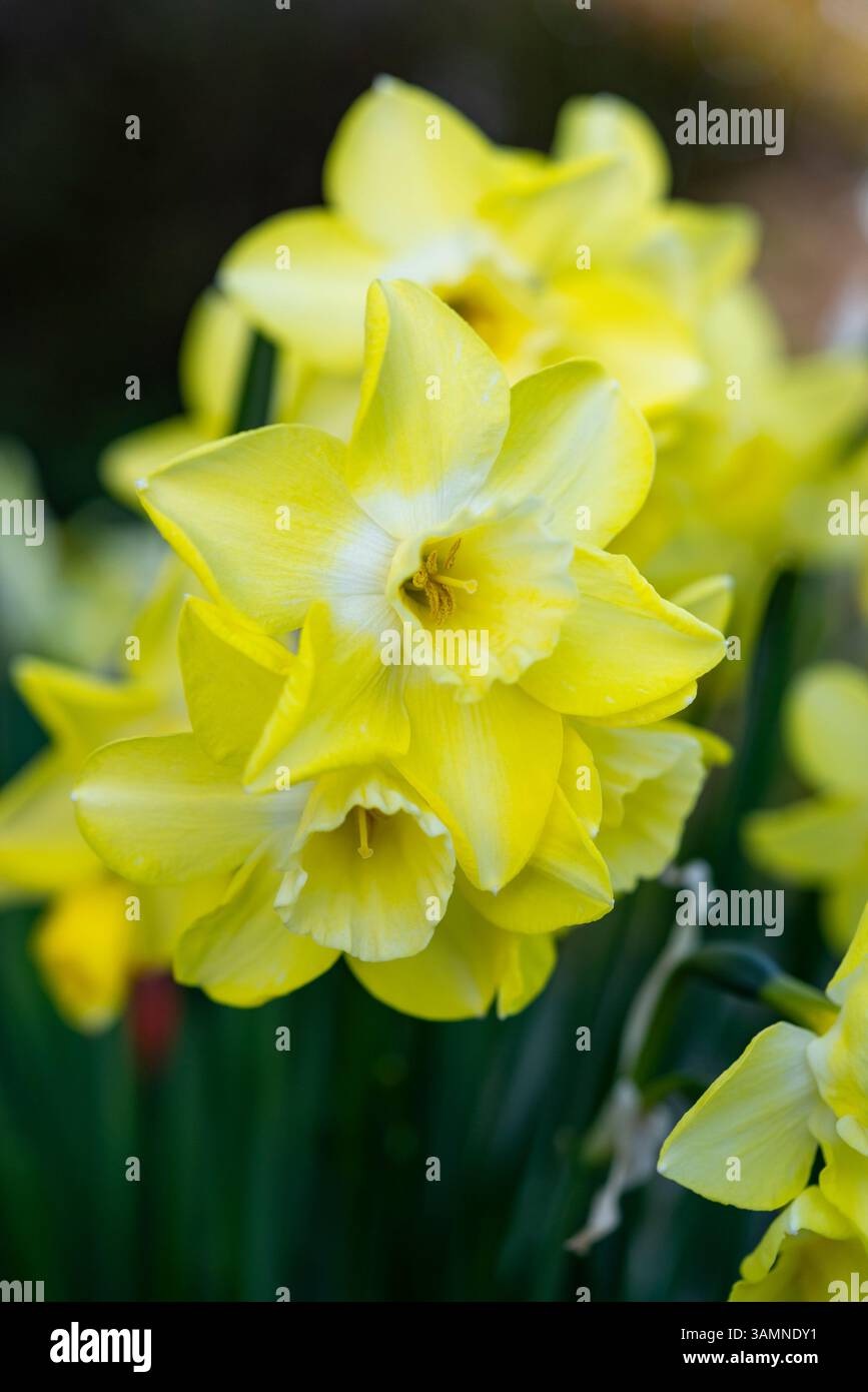 Narcissus 'Verdin' floraison au printemps. Jonquille parfumée jaune pâle au milieu plus pâle Banque D'Images