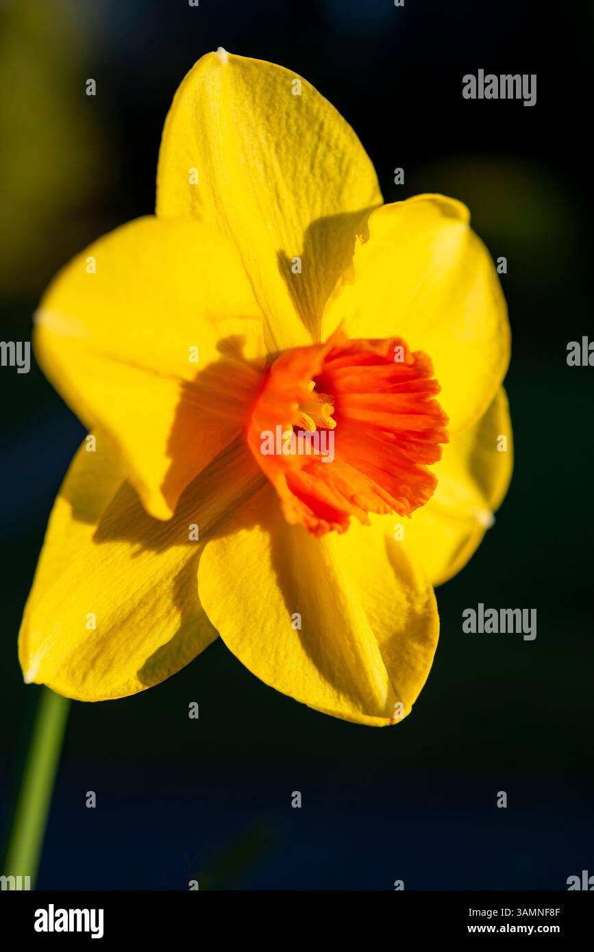 Narcissus 'Pipe Major' une jonquille à floraison tardive avec pétales jaunes et trompette orange foncé. Banque D'Images