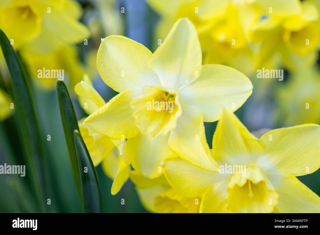 Narcissus 'Verdin' floraison au printemps. Jonquille parfumée jaune pâle au milieu plus pâle Banque D'Images