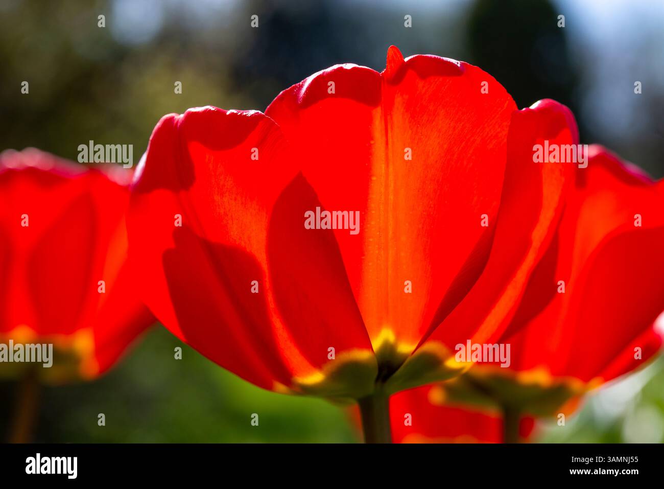 Tulipes Apeldoorn rouge vif dans un jardin au printemps Banque D'Images