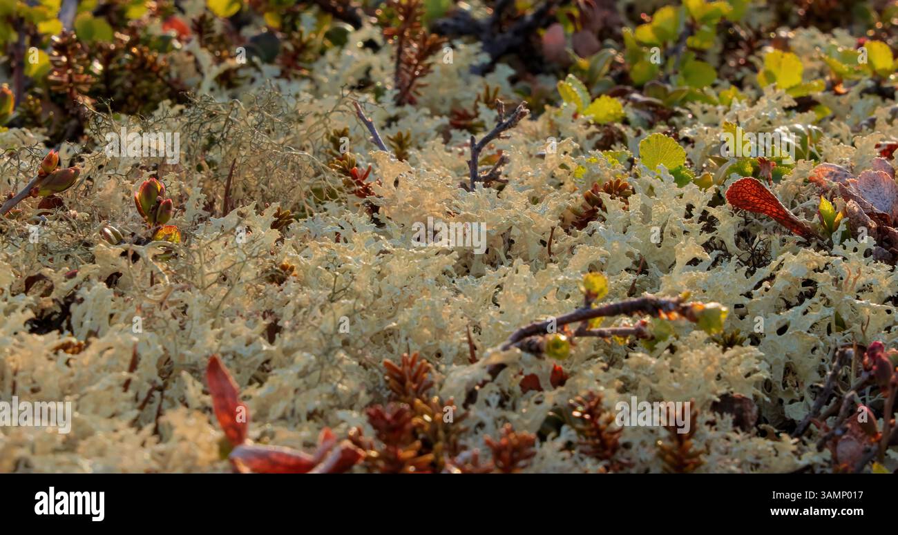 Vue rapprochée de la mousse de lichen de la toundra arctique. Trouvé principalement dans les zones de toundra arctique, toundra alpine, il est extrêmement résistant au froid. Cladonia rangiferina, aussi k Banque D'Images