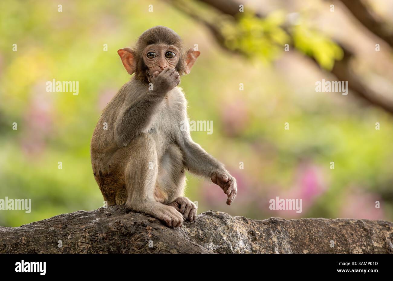 Macaques dans la nature. Les macaques constituent un genre (Macaca) de singes grégaires. Les macaques se trouvent dans une variété d'habitats à travers les conti asiatiques Banque D'Images