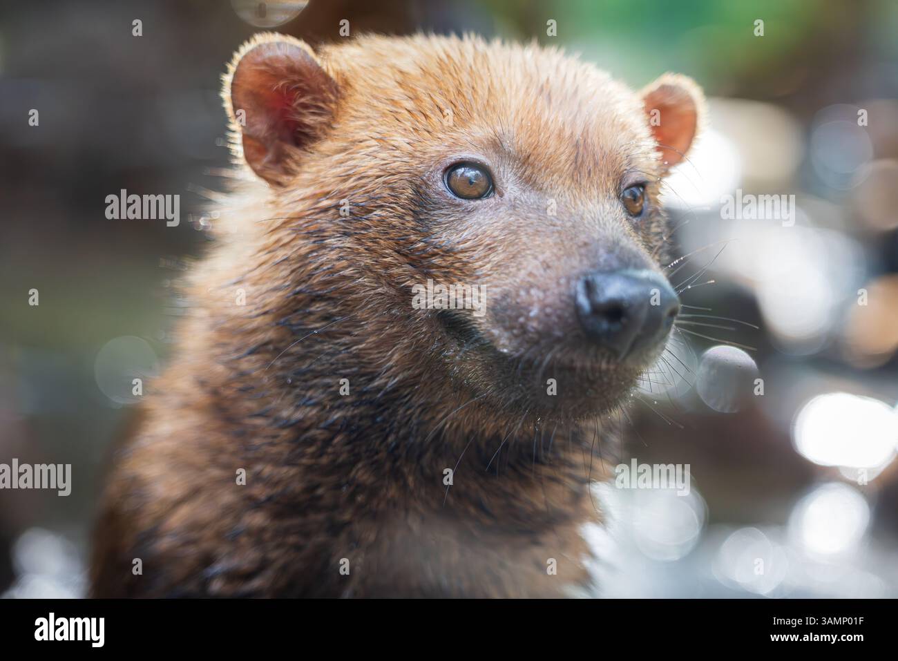Chien de brousse (Speothos venaticus) dans la nature. Les chiens de brousse sont trouvés du Panama en Amérique centrale, à travers une grande partie de l'Amérique du Sud. Banque D'Images