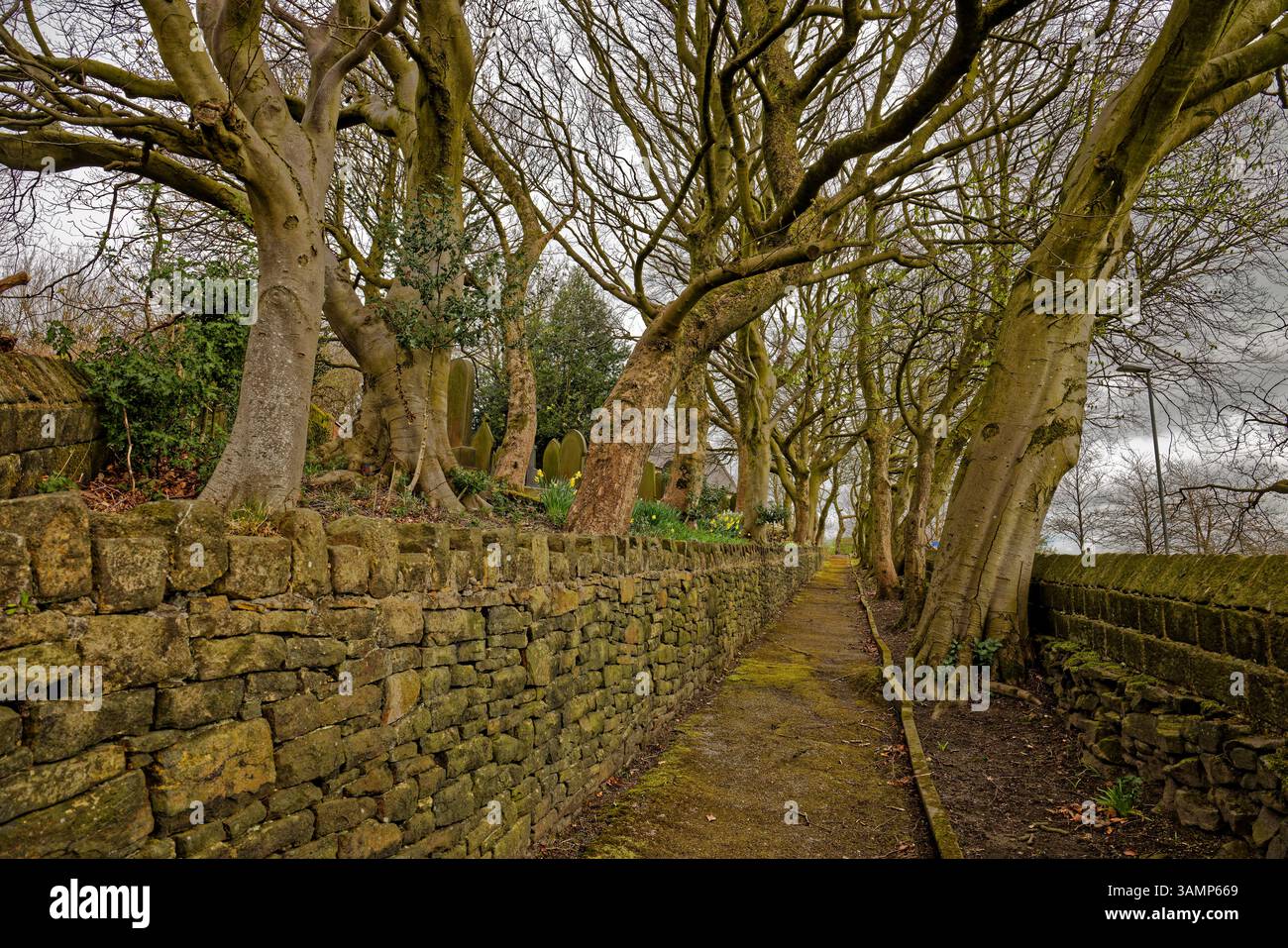 Chemin bordé d'arbres dans le cimetière de Birtle Church, Rochdale, Angleterre. Banque D'Images