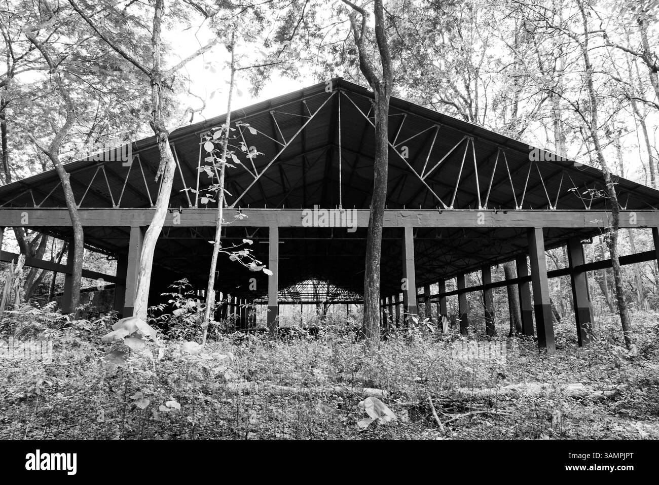 La plus ancienne plantation de teck du monde, fondée en 1846 près de Nilambur, Kerala, présente le patrimoine forestier de l'Inde avec son teck historique Banque D'Images