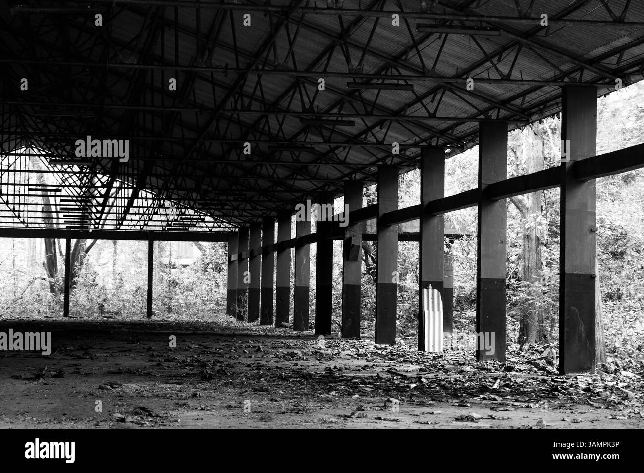 La plus ancienne plantation de teck du monde, fondée en 1846 près de Nilambur, Kerala, présente le patrimoine forestier de l'Inde avec son teck historique Banque D'Images
