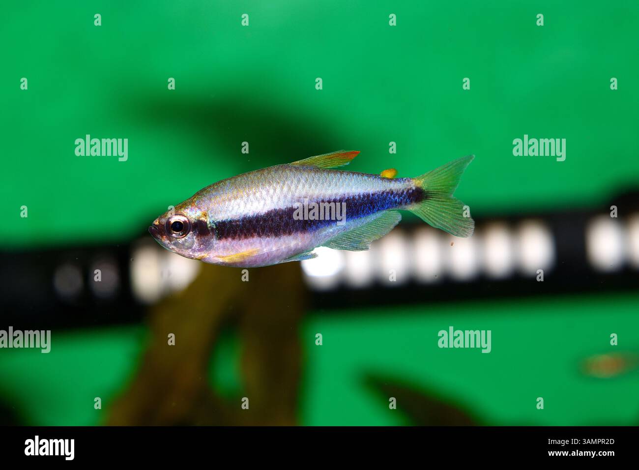 L'empereur violet tetra est un magnifique poisson d'eau douce Banque D'Images
