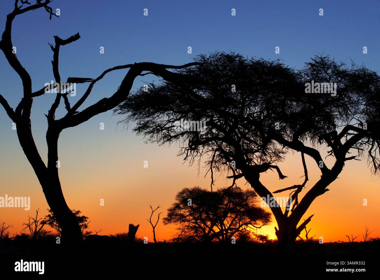 3 mai 2013 - Moremi, Botswana, Afrique - les derniers rayons de soleil nous laissent un magnifique coucher de soleil près du Camp Savute Elephant Camp. La réserve animalière de Moremi est un sanctuaire riche et diversifié, qui comprend le delta de l'Okavango. La réserve n'est pas clôturée et les limites sont définies naturellement par les systèmes fluviaux faisant une zone essentielle à visiter lors du voyage au Botswana. La végétation est variée, complétée par des terres humides permanentes et saisonnières de terre sèche, ce qui est excellent pour la faune et les oiseaux. (Crédit image : © Sergi Reboredo/ZUMA Wire/ZUMAPRESS.com) Banque D'Images