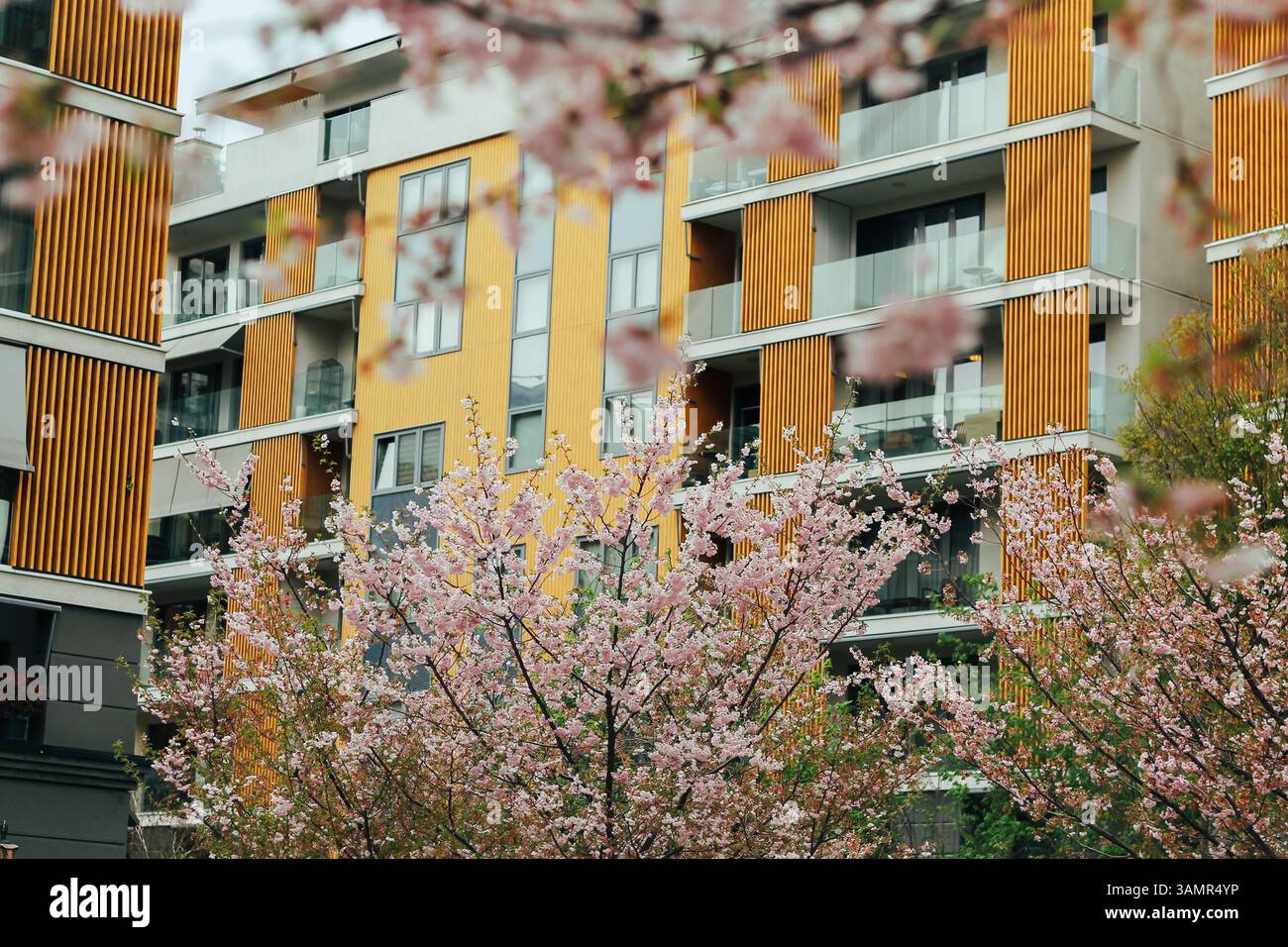 Les fleurs de sakura rose doux contrastent avec les balcons modernes du quartier West 65 à Belgrade, en Serbie. Un ressort doux et un design contemporain. Banque D'Images