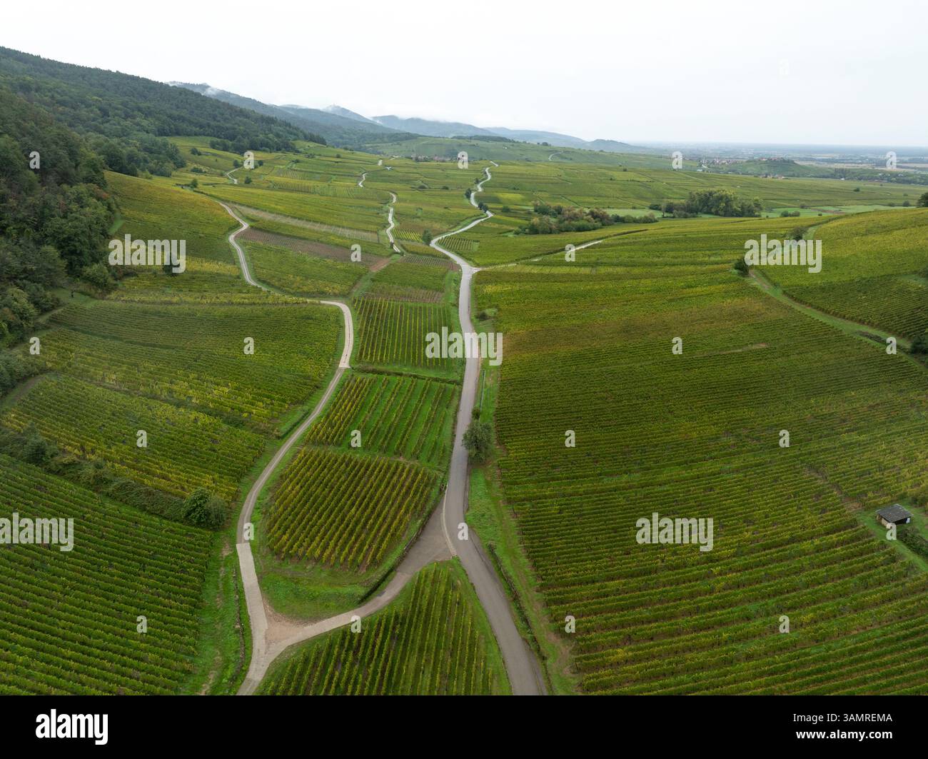 Vue aérienne des champs de vignes pittoresques et des collines sereines dans la campagne luxuriante, Kaysersberg, France. Banque D'Images