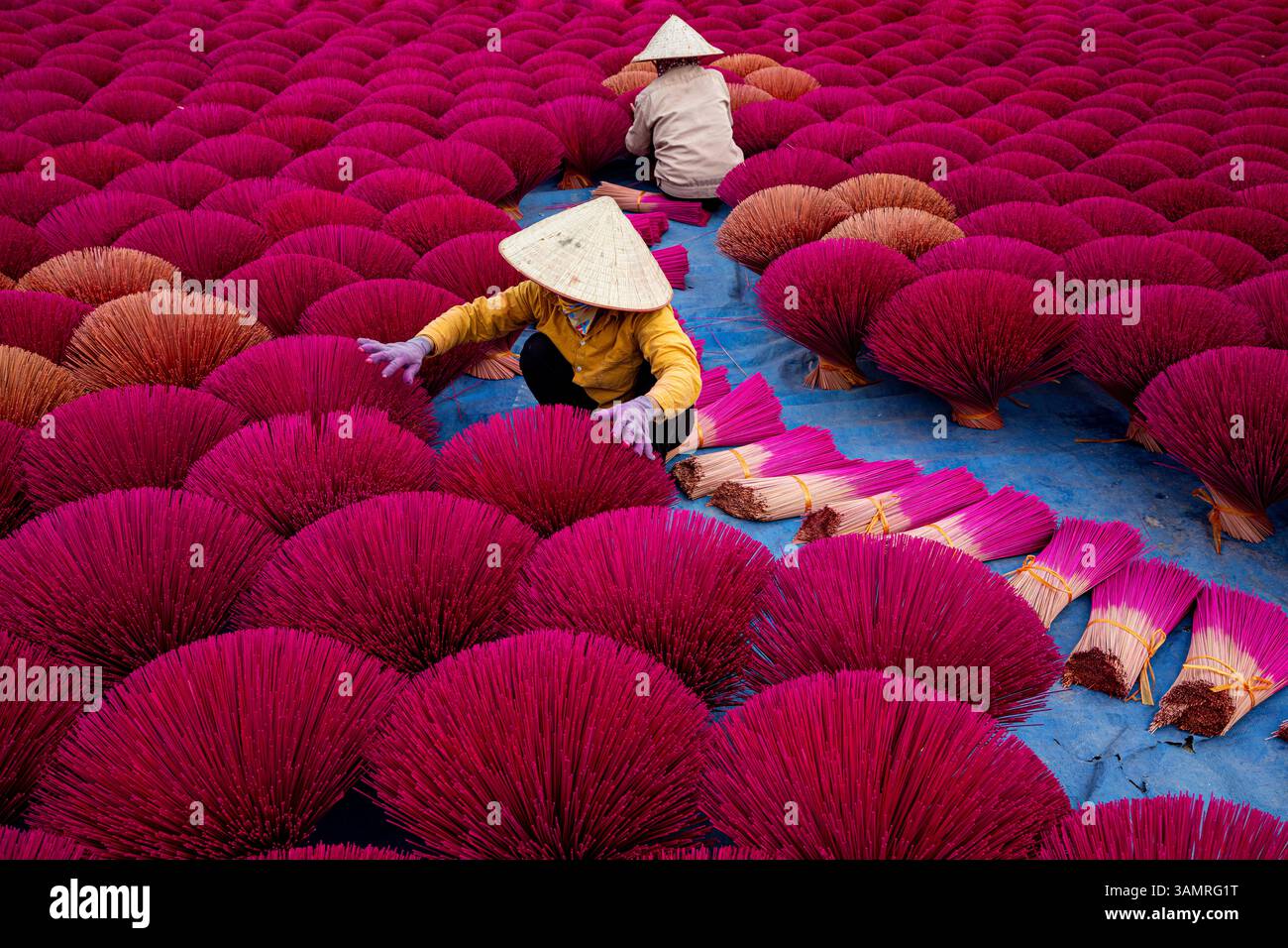 Vue aérienne du champ d'encens coloré avec des ouvriers en chapeaux coniques, Huyen Ung Hoa, Vietnam. Banque D'Images