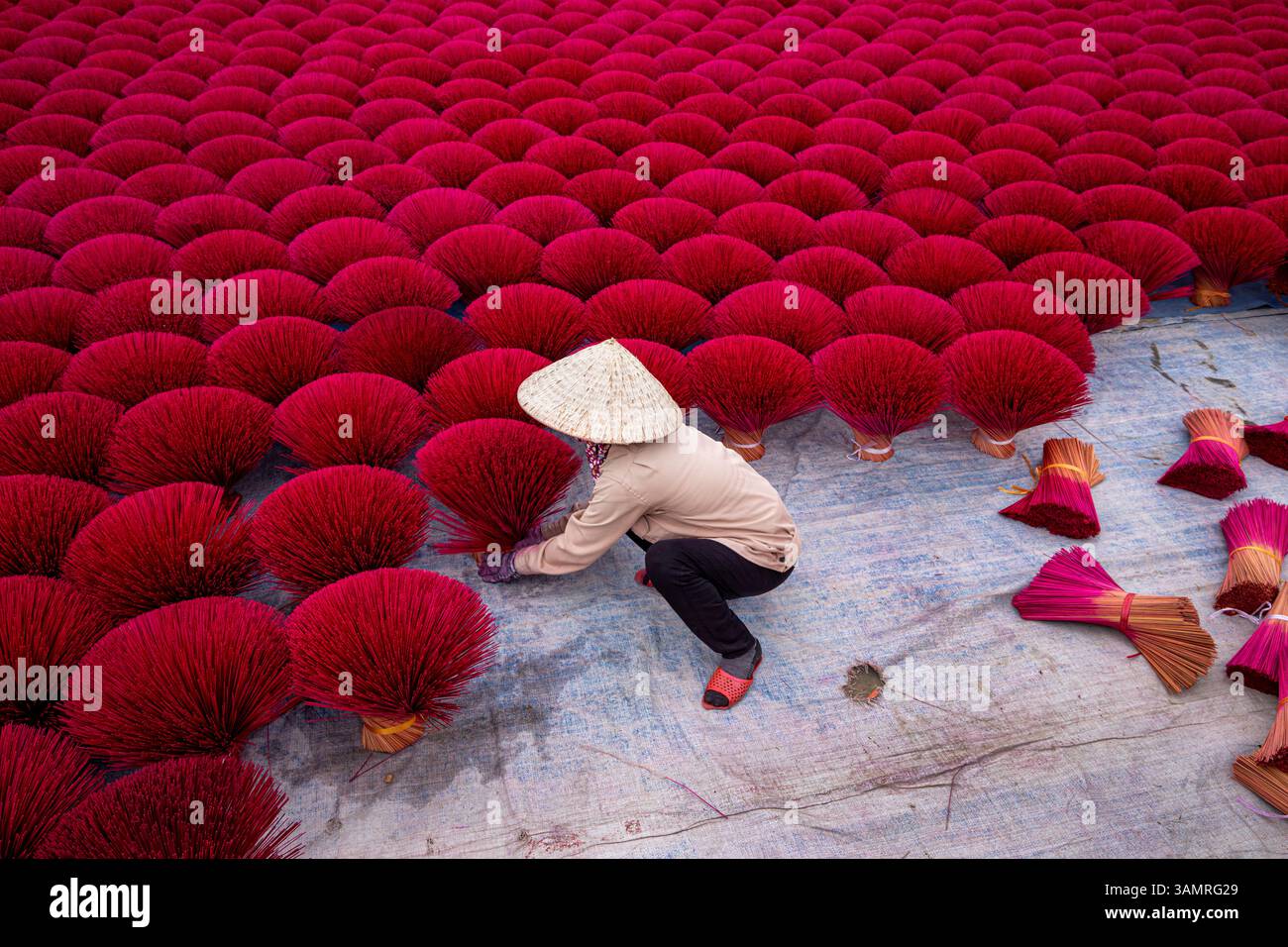 Vue aérienne du champ d'encens vibrant avec des ouvriers en chapeaux coniques, Huyen Ung Hoa, Vietnam. Banque D'Images