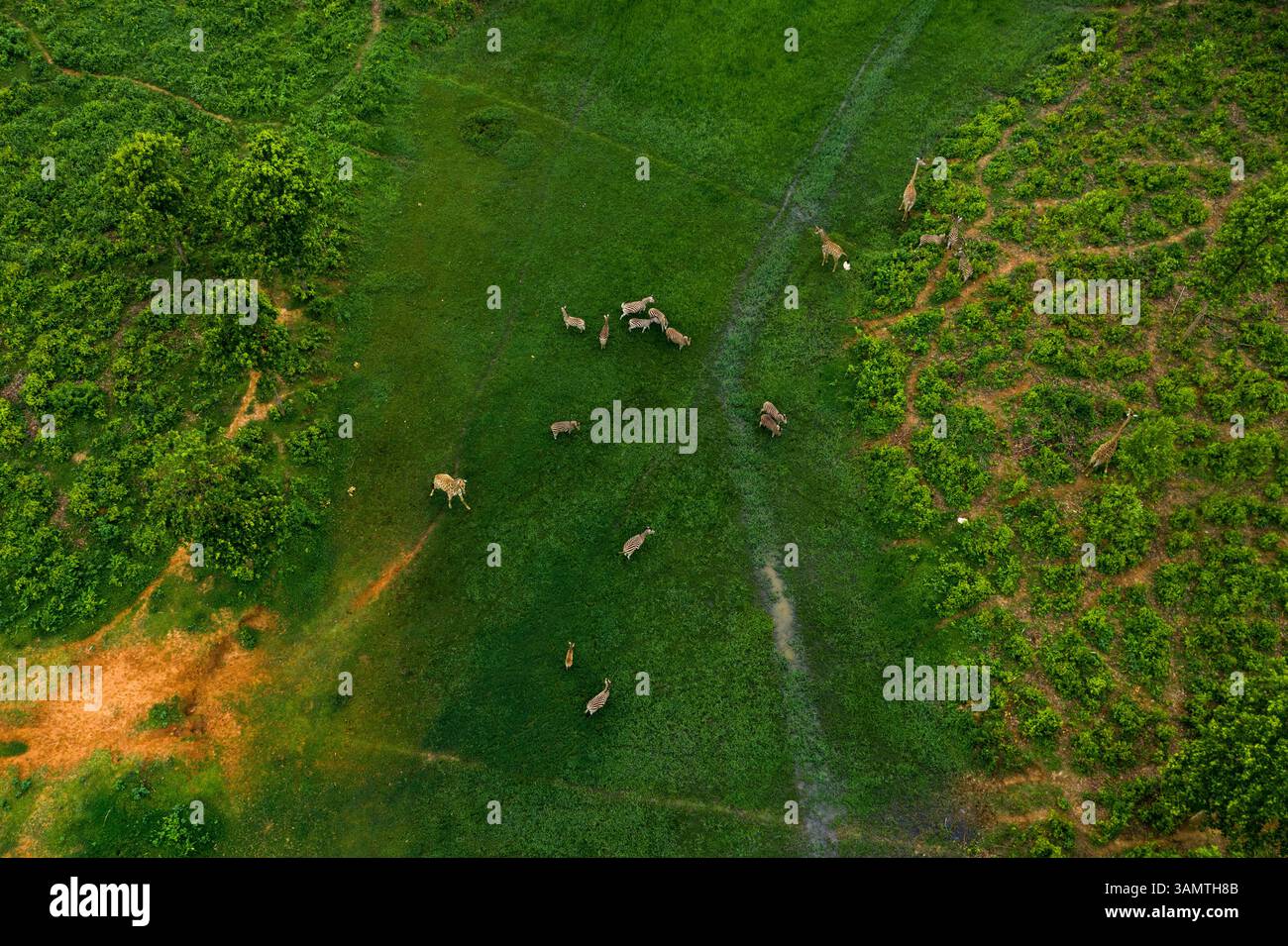 Vue aérienne d'un troupeau de zèbres et d'une girafe au Gazipur Safari Park à Sreepur, Dhaka, Bangladesh. Banque D'Images