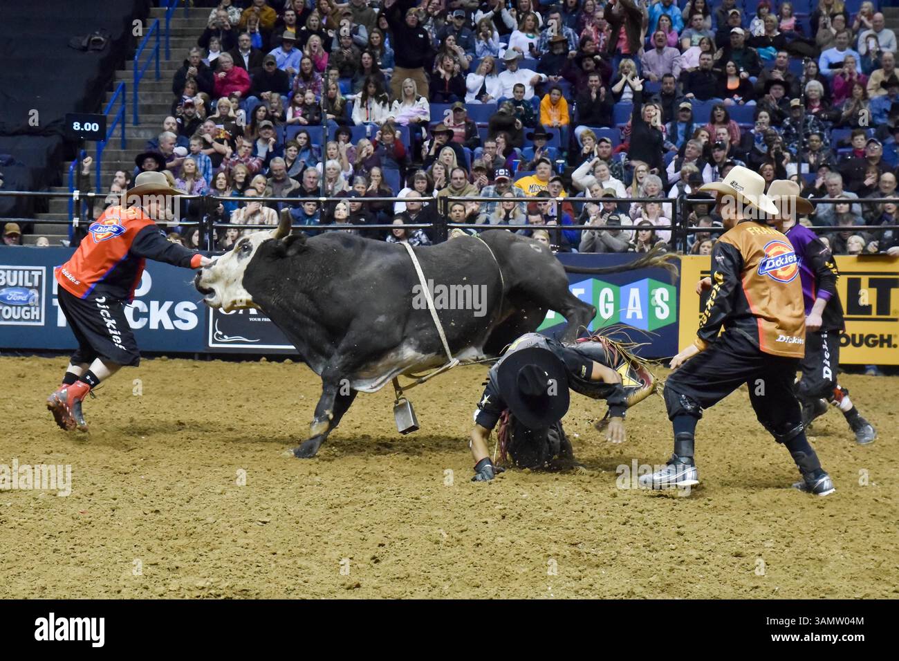 Fév 15, 2014 - préparé Louis, Missouri, U. S - le TOREROLIER SHORTY GORHAM (rouge) tente de faire courir Bull Im A PANDA AUSSI pour le chasser et l'éloigner de Rider VALDIRON DE OLIVEIRA après qu'il ait frappé le sol en démontant de sa course réussie lors du deuxième tour au Professional Bull Riders Built Ford Tough Series présenté par Cooper Tires au Scottrade Center de Louis, Missouri (crédit image : © Richard Ulreich/ZUMAPRESS.com) Banque D'Images