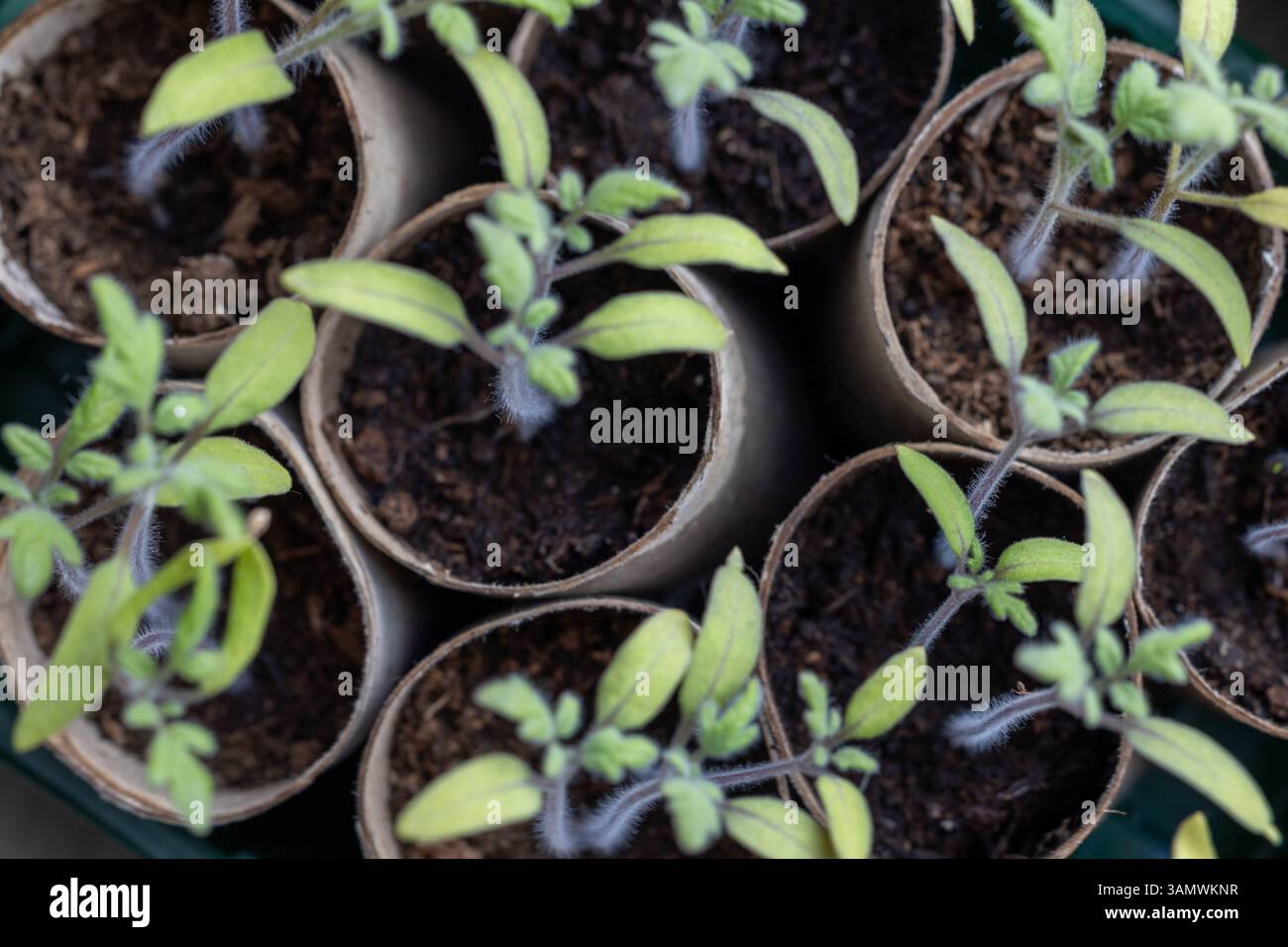 Gros plan de plants de tomates dans des pots en papier recyclé Banque D'Images