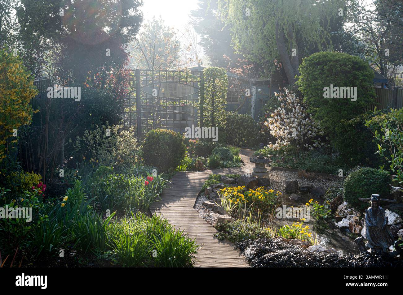 Un matin de printemps doux et brumeux, dans un jardin de banlieue, avec des marigolds de marais fleurissant dans l'étang. Banque D'Images
