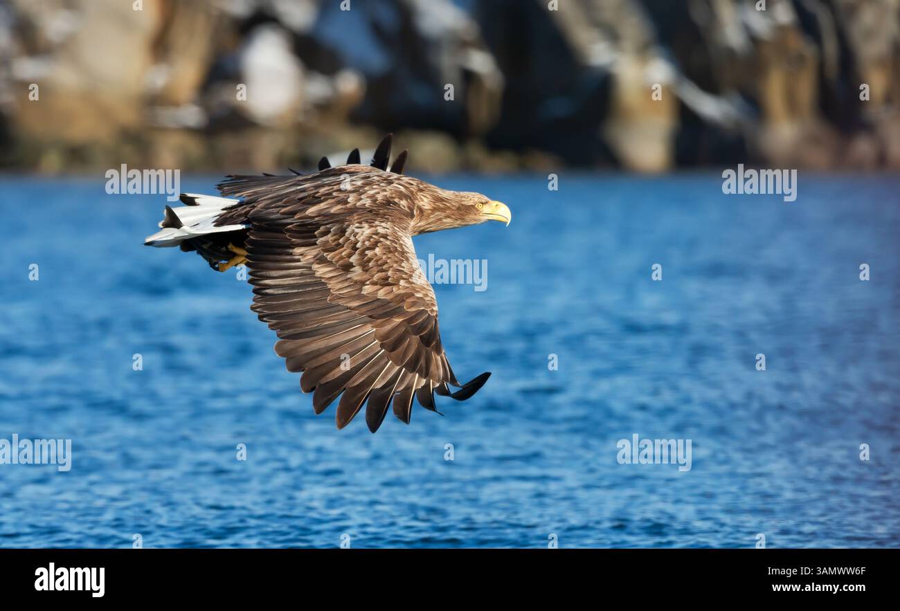 Aigle de mer à queue blanche en vol, Norvège. Banque D'Images