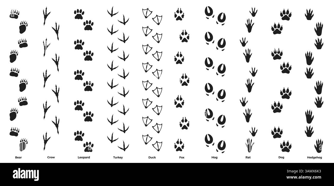 Traces d'empreintes sauvages. Empreintes de pattes d'animaux et d'oiseaux, traces de silhouettes noires, manuel des chasseurs et zoologistes, autocollants avec texte, rat et chien Illustration de Vecteur