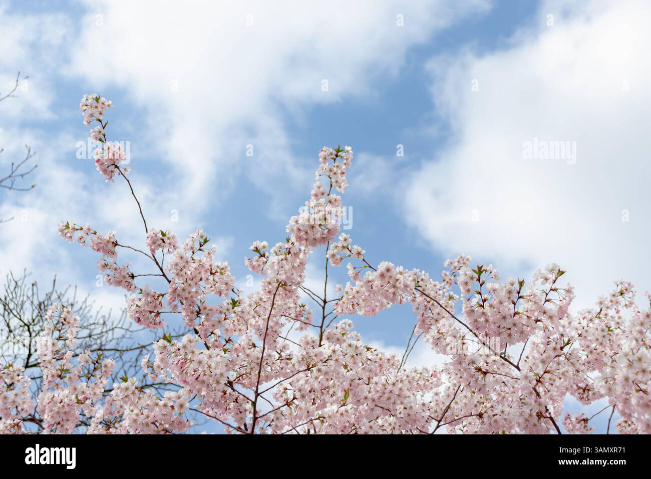 Prunus × subhirtella (cerise à floraison hivernale, cerise de printemps, cerise de rose) fleur hybride entre Prunus itosakura (edohigan) et Prunus incisa (M Banque D'Images