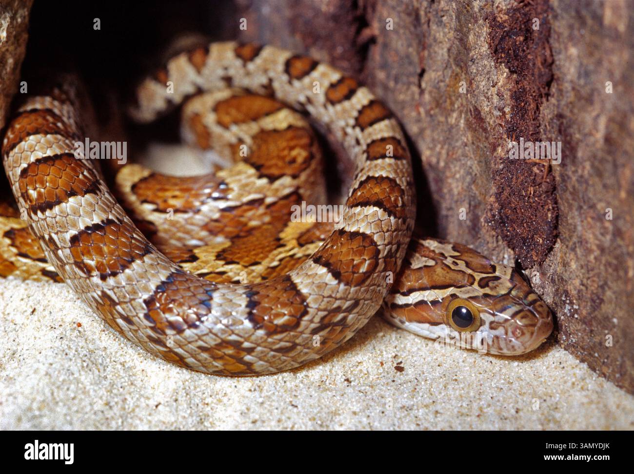 Serpent esculapien, Colubro d'Esculapio, Zamenis longissimus, Colubridae Banque D'Images