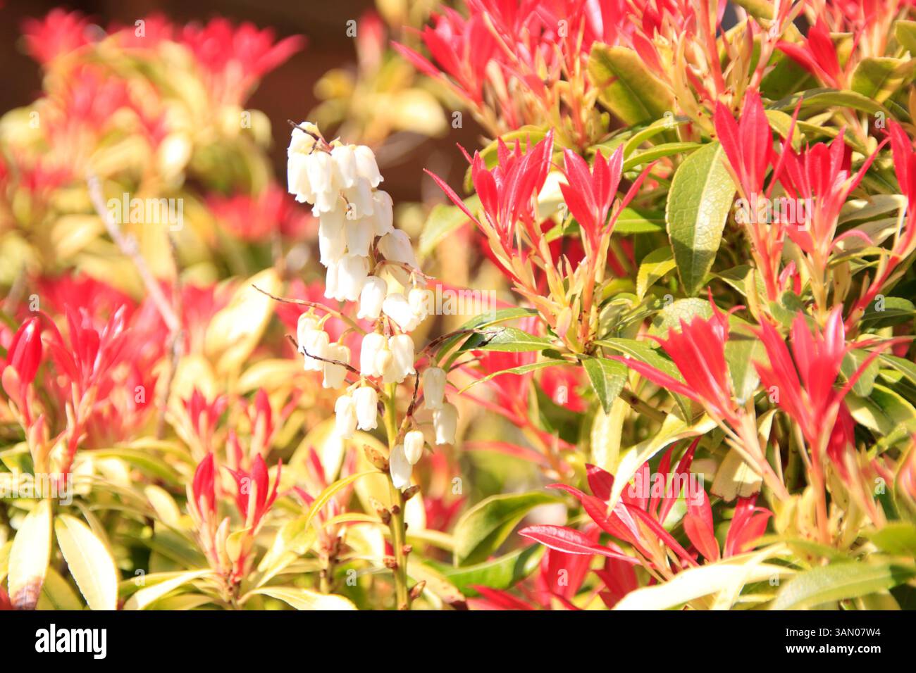 Andromeda Bush (Pieris) poussant dans le jardin arrière Chard Somerset Angleterre uk Banque D'Images