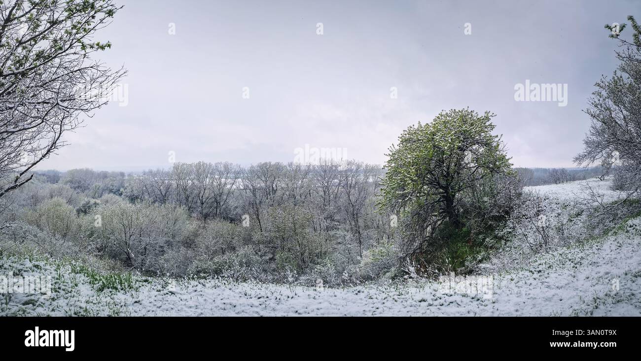 Paysage printanier enneigé avec des arbres et de l'herbe couverte de neige fraîche, aster une tempête de neige en avril. Le ciel couvert jette une atmosphère sereine et discrète - Image de stock capturée avec un smartphone