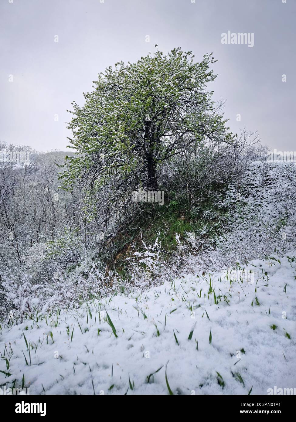 Paysage printanier enneigé avec des arbres et de l'herbe couverte de neige fraîche, aster une tempête de neige en avril. Le ciel couvert jette une atmosphère sereine et discrète - Image de stock capturée avec un smartphone