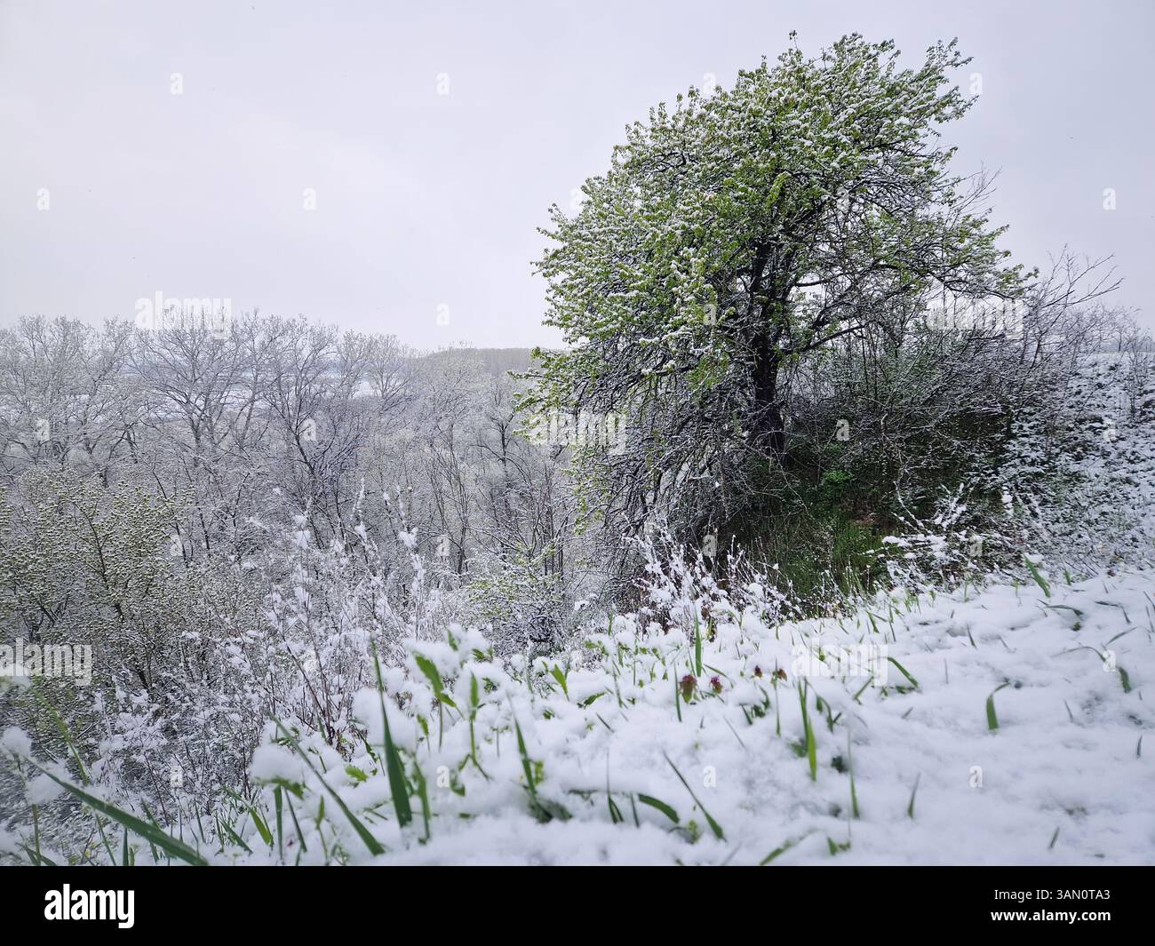 Paysage printanier enneigé avec des arbres et de l'herbe couverte de neige fraîche, aster une tempête de neige en avril. Le ciel couvert jette une atmosphère sereine et discrète - Image de stock capturée avec un smartphone