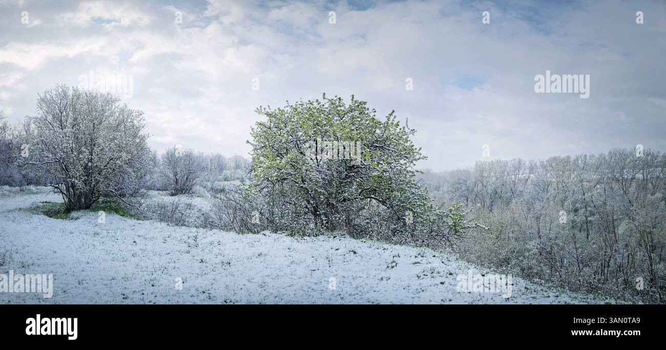 Paysage printanier enneigé avec des arbres et de l'herbe couverte de neige fraîche, aster une tempête de neige en avril. Le ciel couvert jette une atmosphère sereine et discrète - Image de stock capturée avec un smartphone