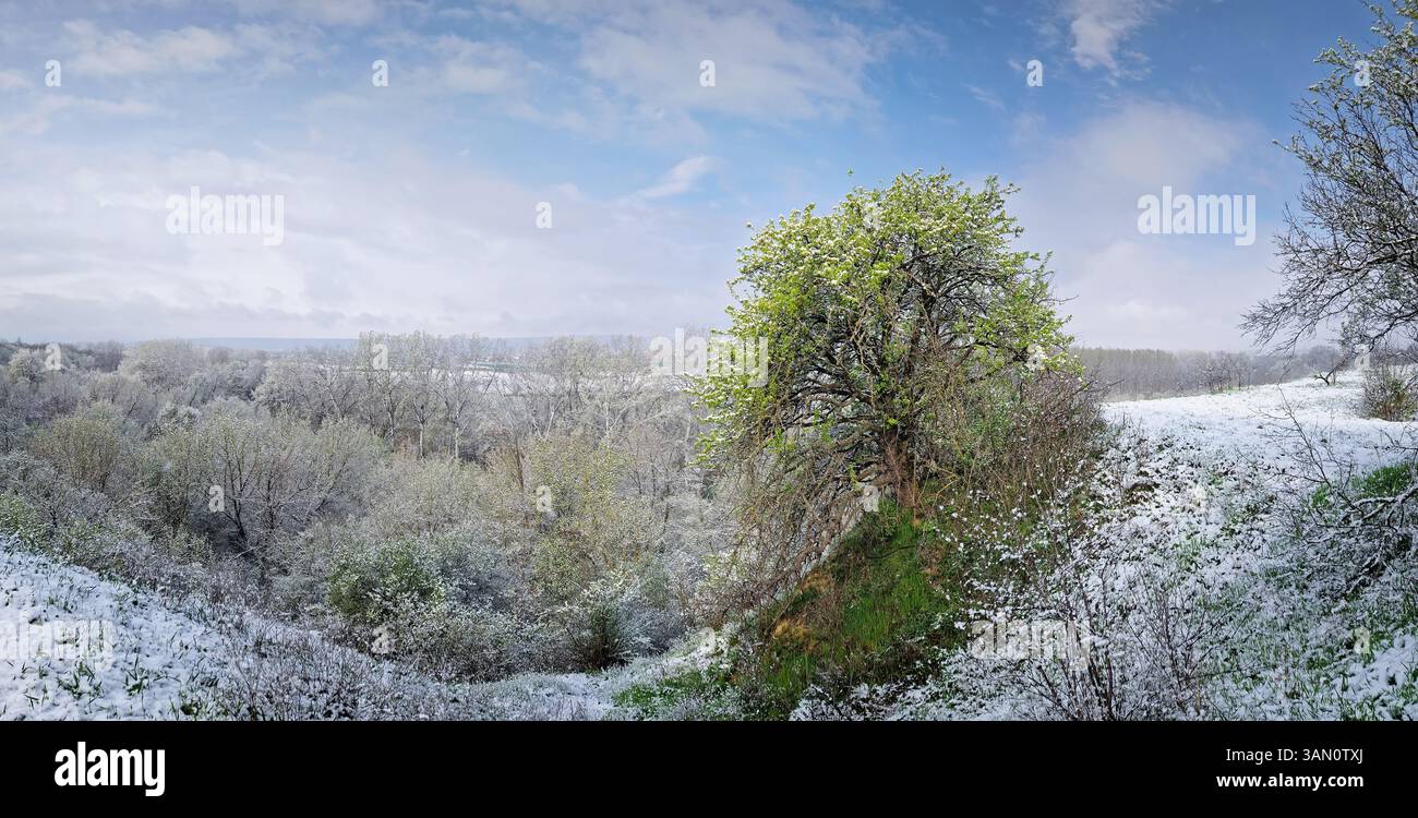 Paysage printanier enneigé avec des arbres et de l'herbe couverte de neige fraîche, aster une tempête de neige en avril. Le ciel couvert jette une atmosphère sereine et discrète - Image de stock capturée avec un smartphone